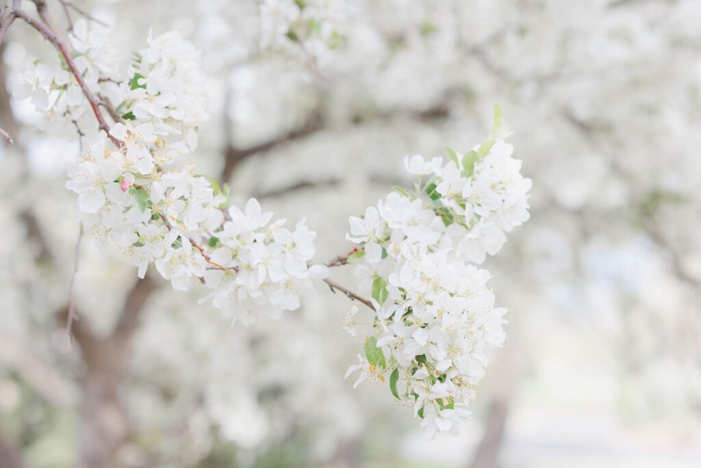 Spring photos fort collins shelley schaffer (1)