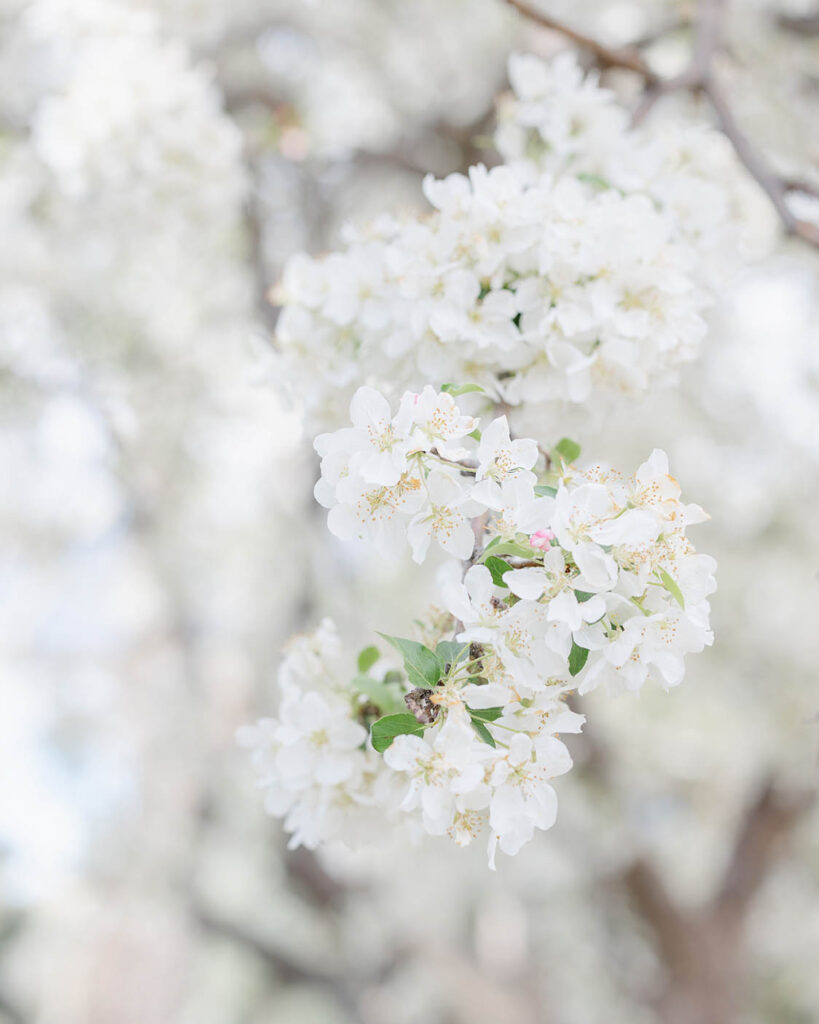 Spring photos fort collins shelley schaffer (3)