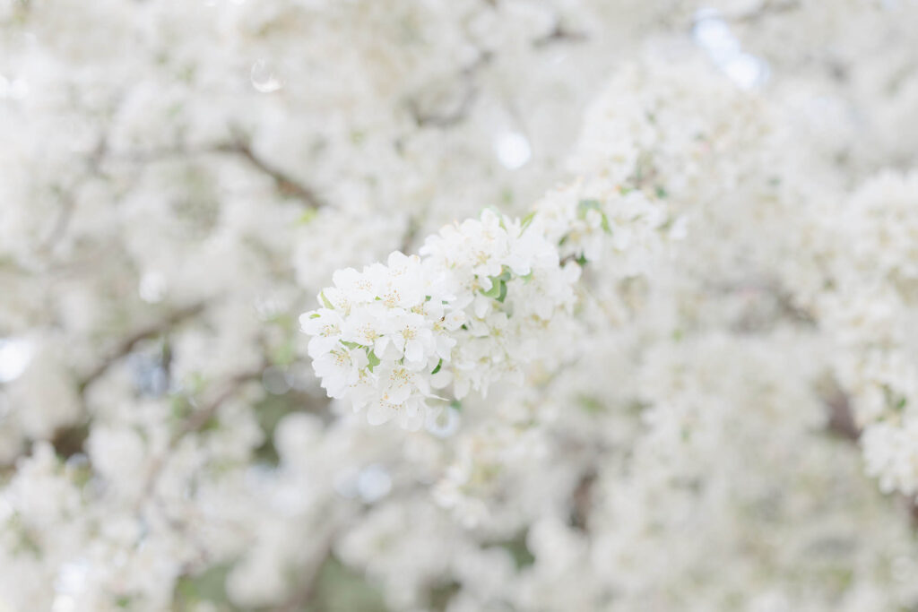 Spring photos fort collins shelley schaffer (5)