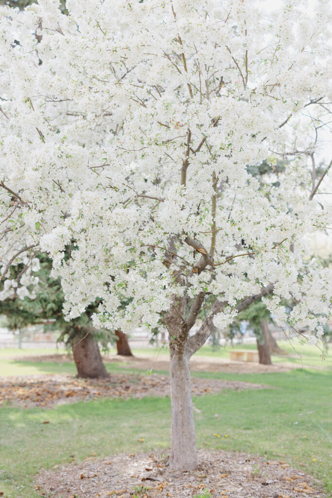 Spring photos fort collins shelley schaffer (6)